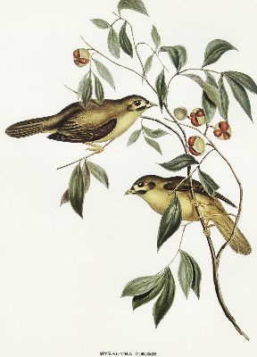 Rolgordijn voor raam met vogels in een boom