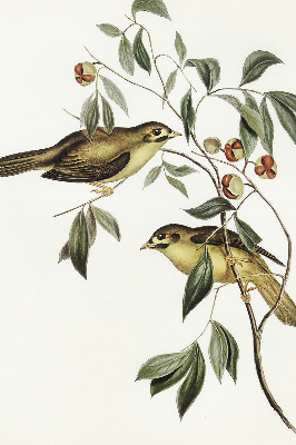 Rolgordijn voor raam met vogels in een boom