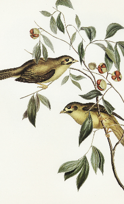 Rolgordijn voor raam met vogels in een boom