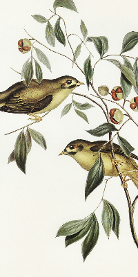 Rolgordijn voor raam met vogels in een boom