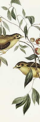 Rolgordijn voor raam met vogels in een boom