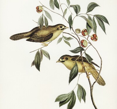 Rolgordijn voor raam met vogels in een boom