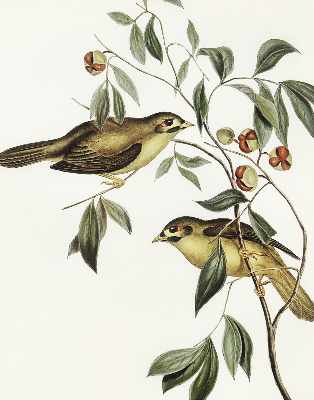 Rolgordijn voor raam met vogels in een boom