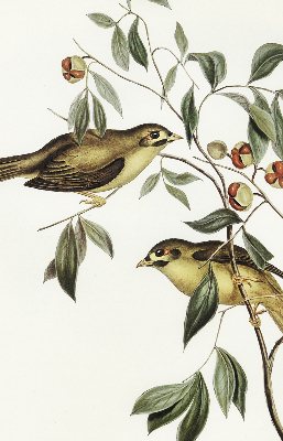 Rolgordijn voor raam met vogels in een boom