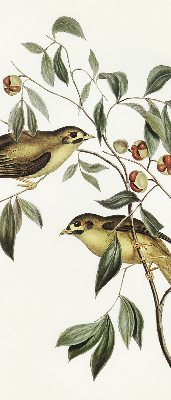 Rolgordijn voor raam met vogels in een boom