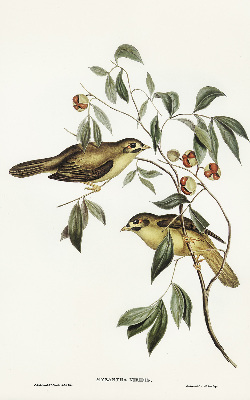 Rolgordijn voor raam met vogels in een boom