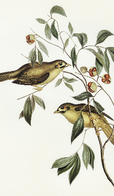 Rolgordijn voor raam met vogels in een boom