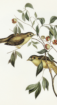 Rolgordijn voor raam met vogels in een boom