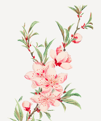 Binnenrolgordijn voor raam met bloemmotief in roze