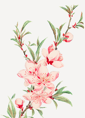 Binnenrolgordijn voor raam met bloemmotief in roze