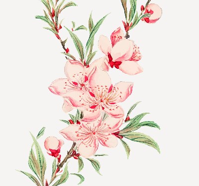 Binnenrolgordijn voor raam met bloemmotief in roze