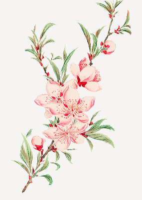Binnenrolgordijn voor raam met bloemmotief in roze