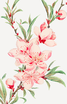 Binnenrolgordijn voor raam met bloemmotief in roze