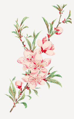 Binnenrolgordijn voor raam met bloemmotief in roze