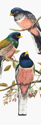 Stoffen rolgordijn met vogels op de takken