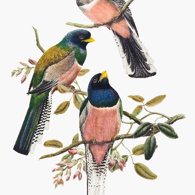 Stoffen rolgordijn met vogels op de takken