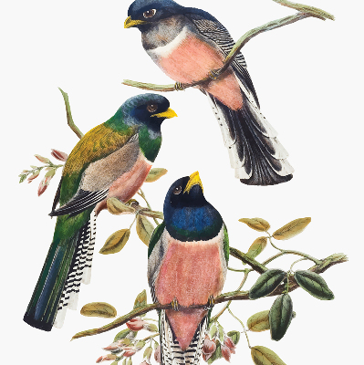 Stoffen rolgordijn met vogels op de takken