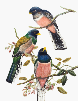 Stoffen rolgordijn met vogels op de takken