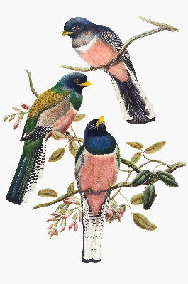 Stoffen rolgordijn met vogels op de takken