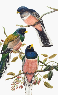 Stoffen rolgordijn met vogels op de takken