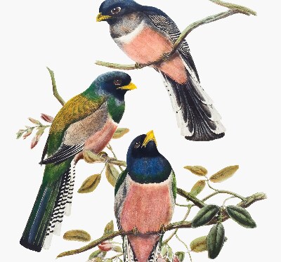 Stoffen rolgordijn met vogels op de takken