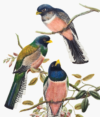 Stoffen rolgordijn met vogels op de takken