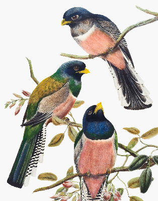 Stoffen rolgordijn met vogels op de takken