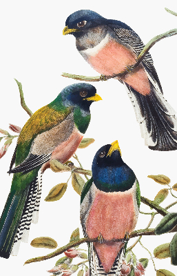 Stoffen rolgordijn met vogels op de takken
