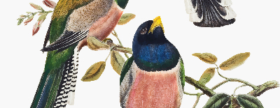 Stoffen rolgordijn met vogels op de takken