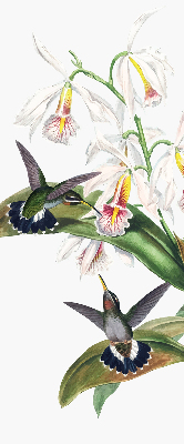 Rolgordijn voor raam met vogels op een bloem