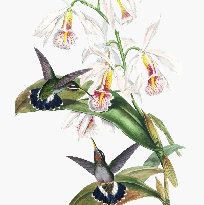 Rolgordijn voor raam met vogels op een bloem