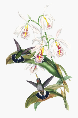 Rolgordijn voor raam met vogels op een bloem