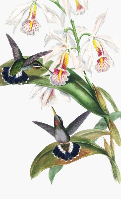 Rolgordijn voor raam met vogels op een bloem