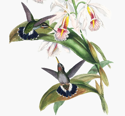 Rolgordijn voor raam met vogels op een bloem