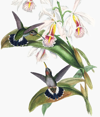 Rolgordijn voor raam met vogels op een bloem