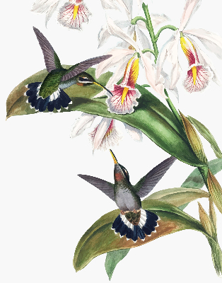Rolgordijn voor raam met vogels op een bloem