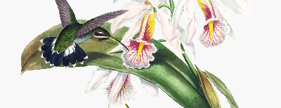 Rolgordijn voor raam met vogels op een bloem