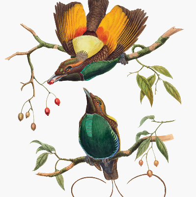 Binnengordijn met vogels op een tak