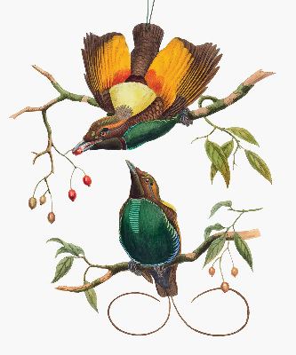 Binnengordijn met vogels op een tak