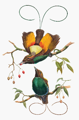 Binnengordijn met vogels op een tak
