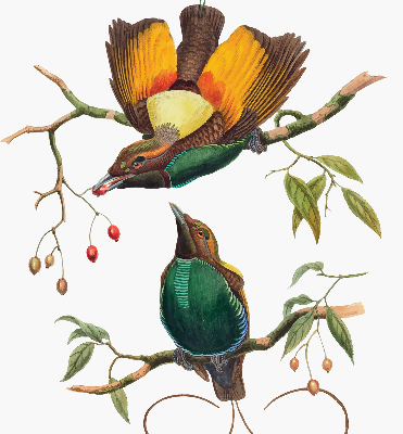 Binnengordijn met vogels op een tak