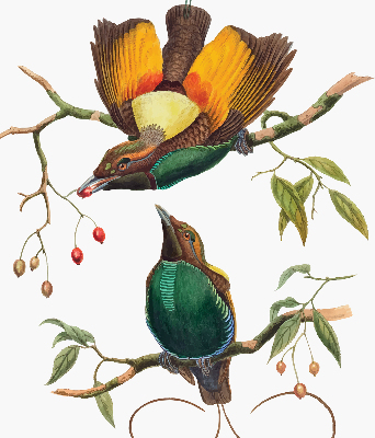 Binnengordijn met vogels op een tak