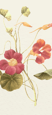 Binnenrolgordijn voor raam bloem