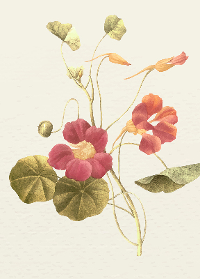 Binnenrolgordijn voor raam bloem