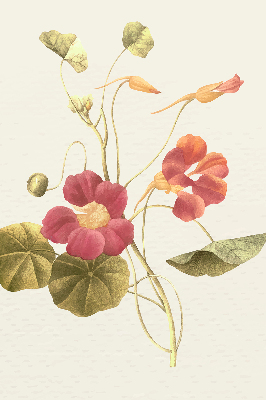Binnenrolgordijn voor raam bloem