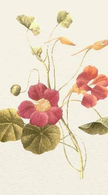 Binnenrolgordijn voor raam bloem