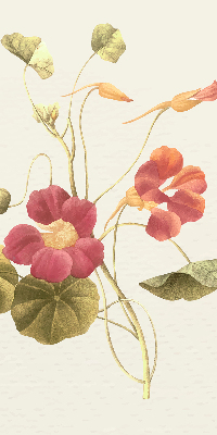 Binnenrolgordijn voor raam bloem