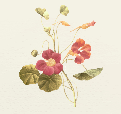Binnenrolgordijn voor raam bloem