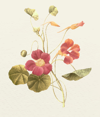 Binnenrolgordijn voor raam bloem