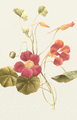 Binnenrolgordijn voor raam bloem